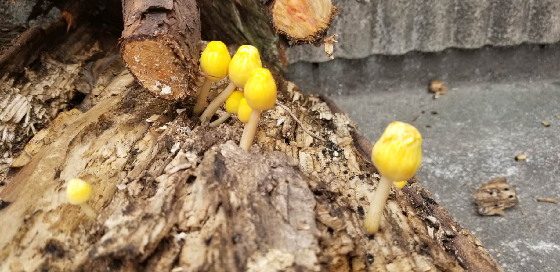 きのこ